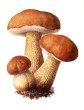 mushroom illustrations